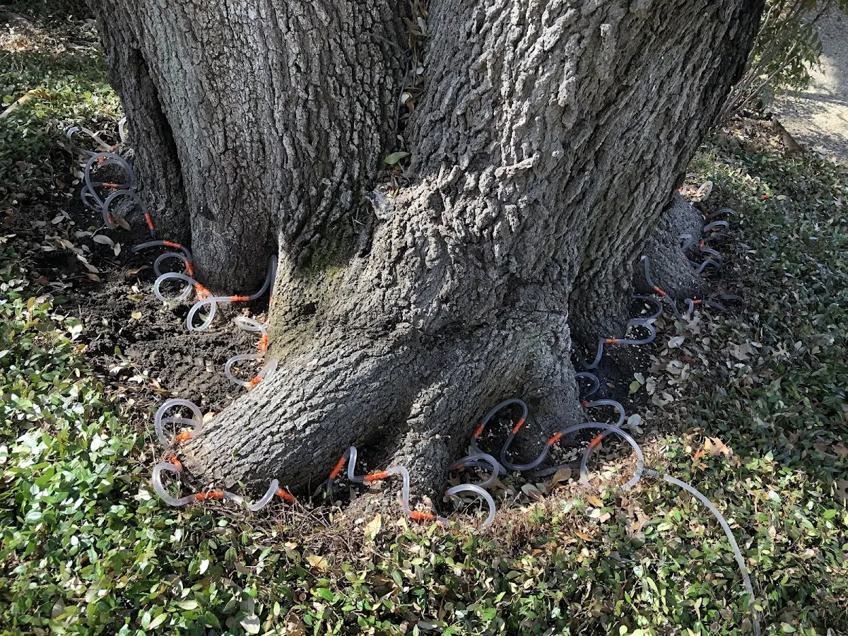 Detailed Tree Cabling and Bracing job site in Thayne
